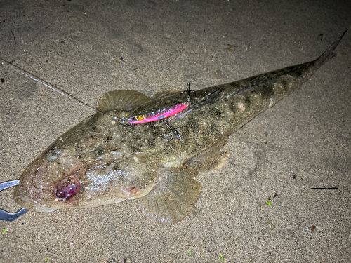 マゴチの釣果