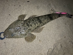 マゴチの釣果