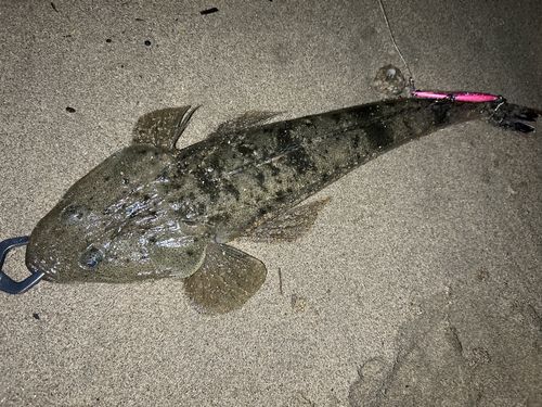 マゴチの釣果