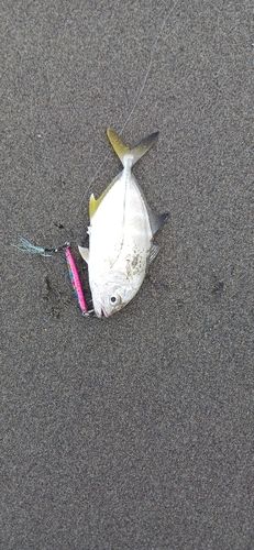 メッキの釣果