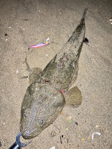 マゴチの釣果