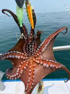 タコの釣果