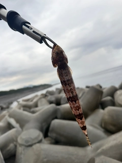 エソの釣果