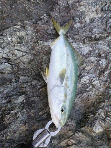 ツバスの釣果