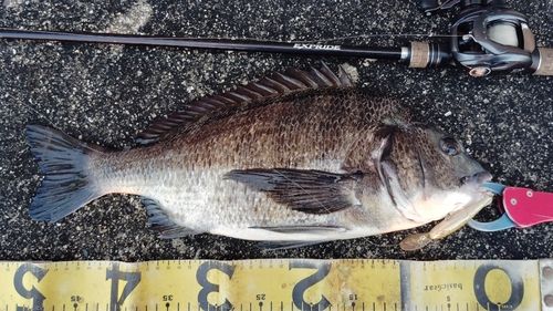 チヌの釣果