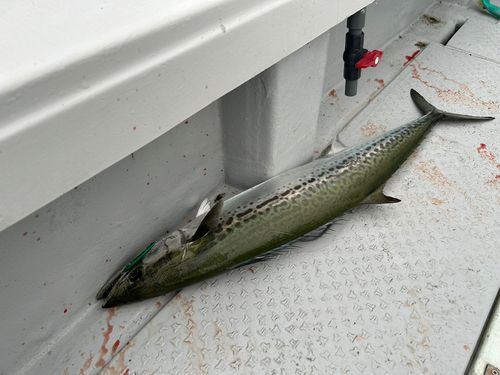 サワラの釣果
