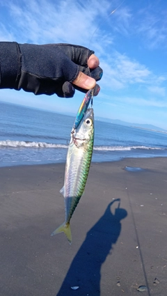 マサバの釣果