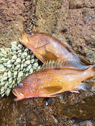 アコウの釣果