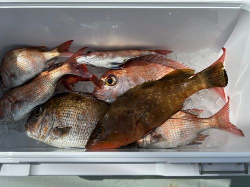 タイの釣果