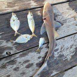 ヒイラギ