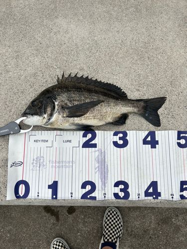 チヌの釣果