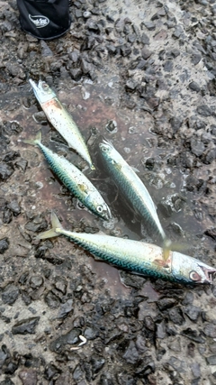 サバの釣果