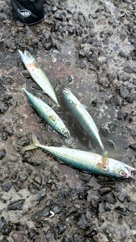 サバの釣果