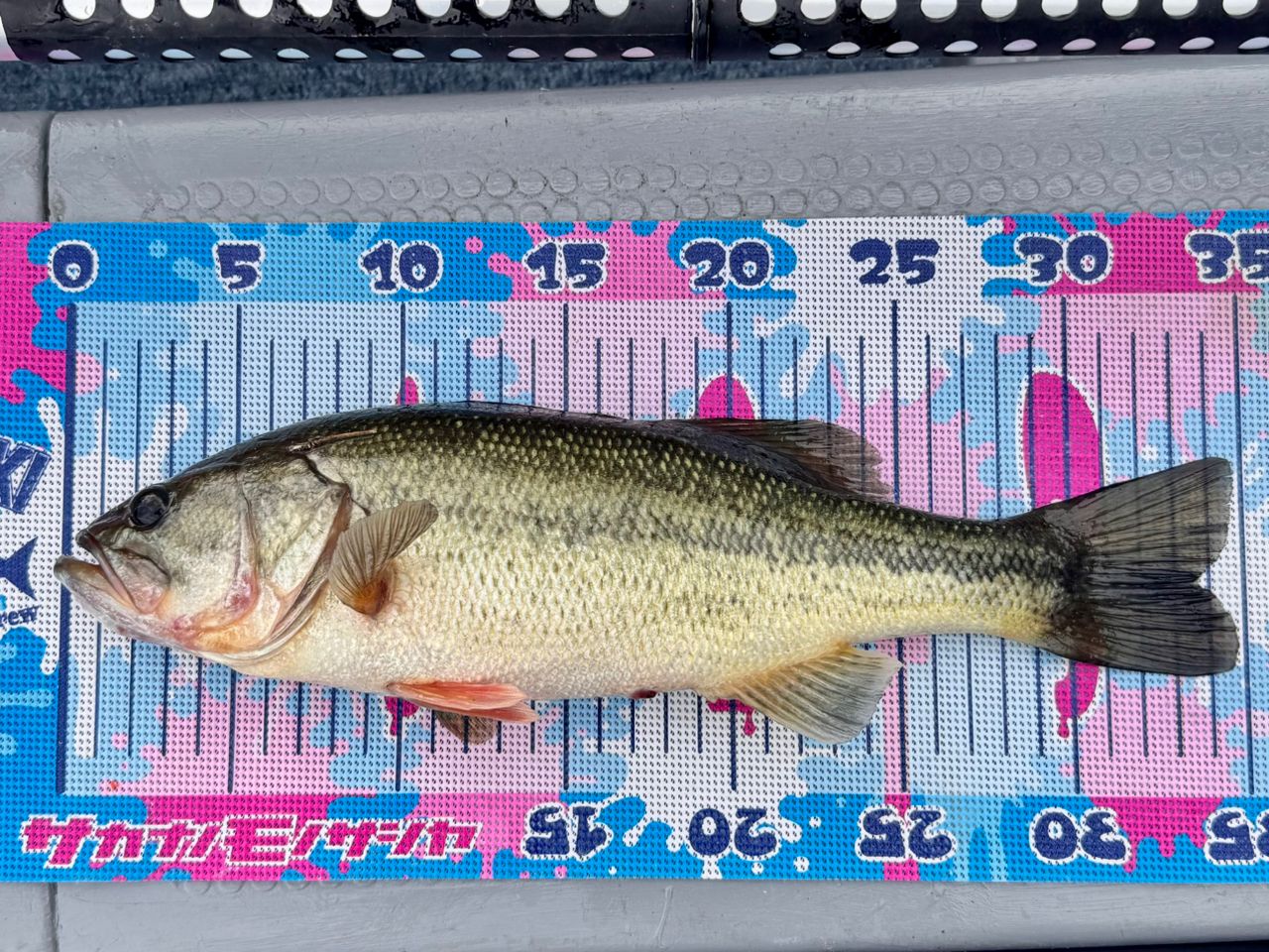 ブラックバス