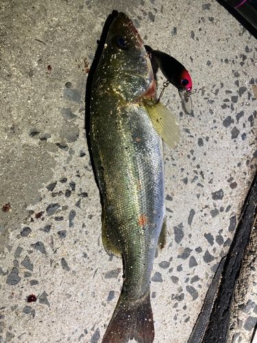 セイゴ（マルスズキ）の釣果
