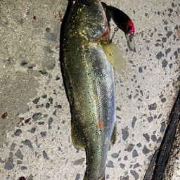 セイゴ（マルスズキ）