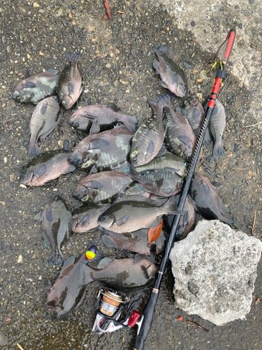メジナの釣果