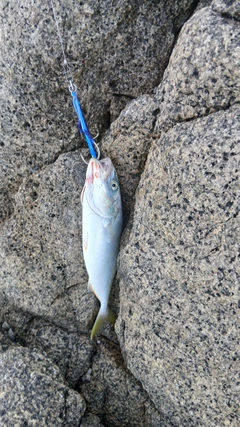 フクラギの釣果