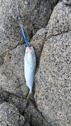 フクラギの釣果