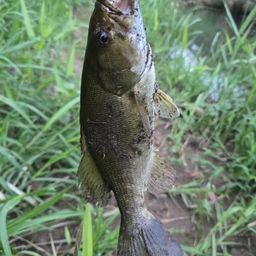 スモールマウスバス