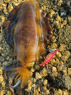 アオリイカの釣果