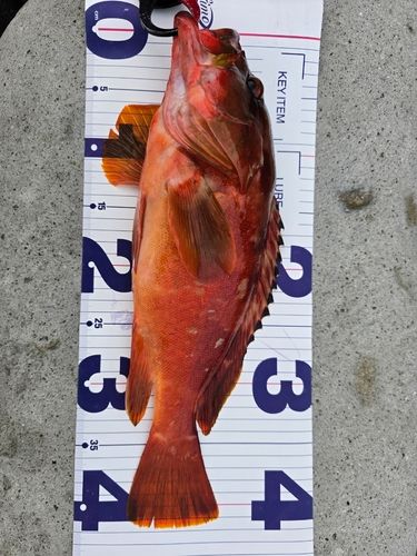 アカハタの釣果