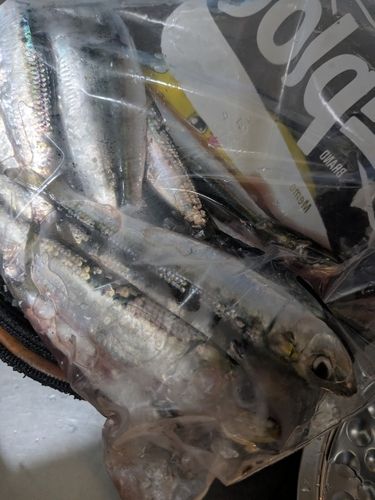 マイワシの釣果