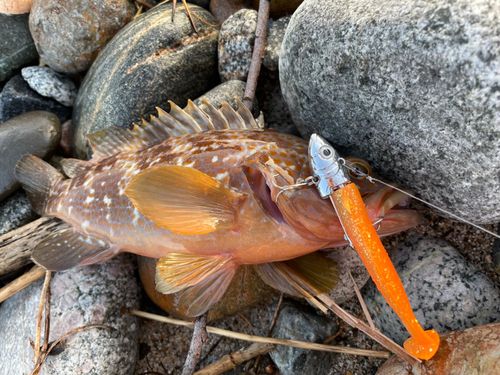 キジハタの釣果
