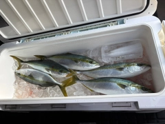 ハマチの釣果