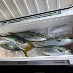 ハマチ