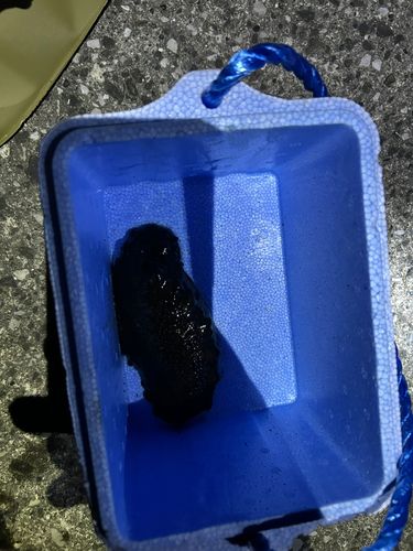 ナマコの釣果