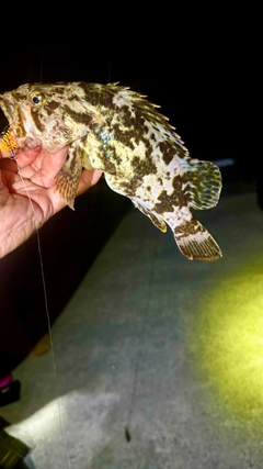 ベッコウゾイの釣果