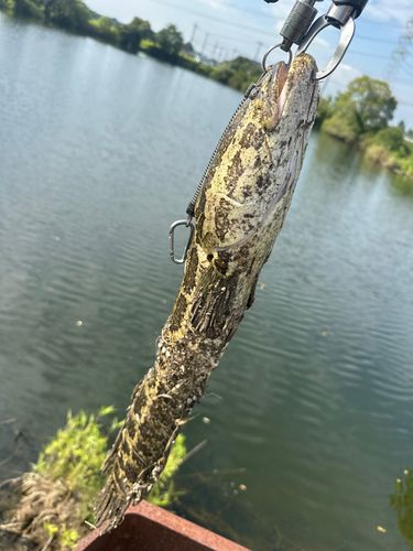 ライギョの釣果