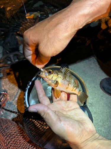 メバルの釣果