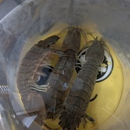 シャコ