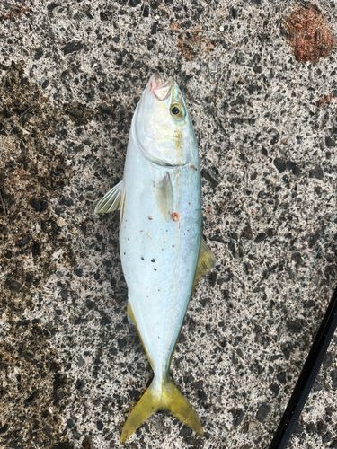ツバスの釣果