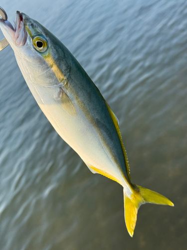 ワカシの釣果