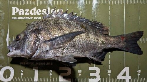 クロダイの釣果