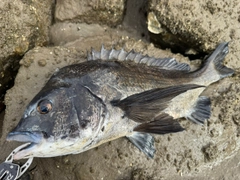 チヌの釣果