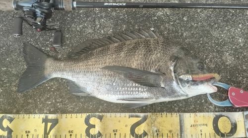 チヌの釣果
