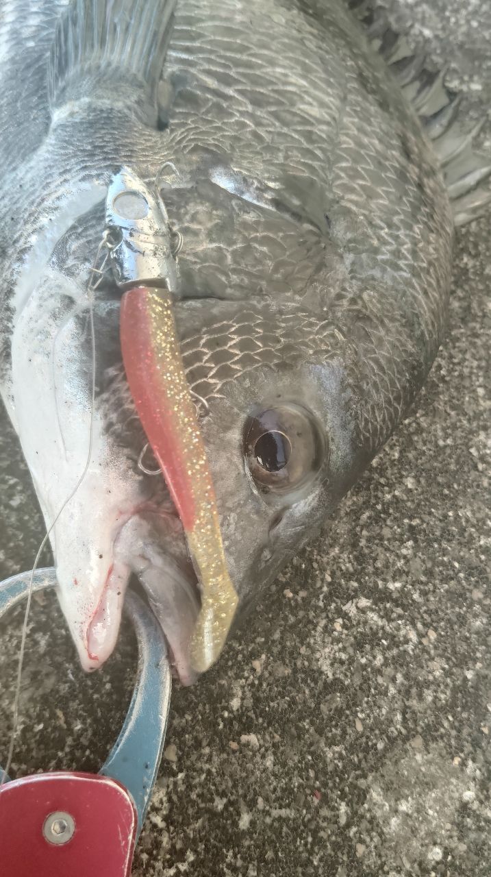 チヌ