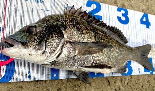 クロダイの釣果