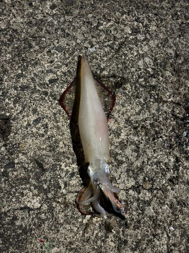 ヤリイカの釣果