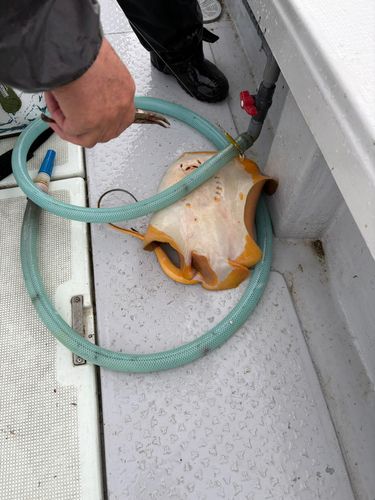 アカエイの釣果