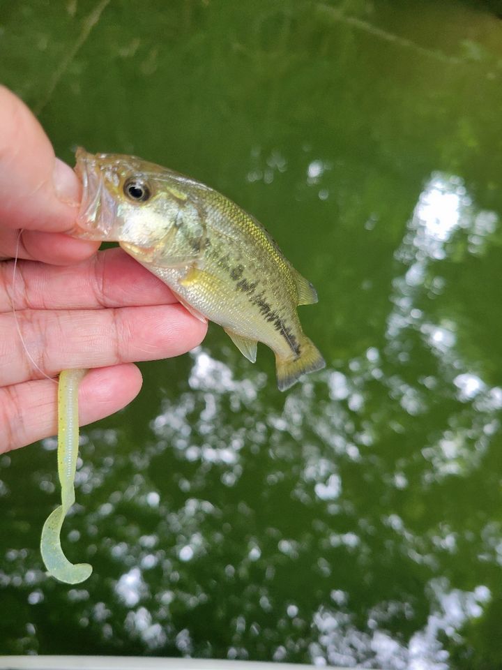 ラージマウスバス