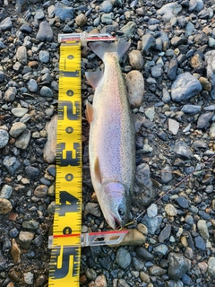 ニジマスの釣果