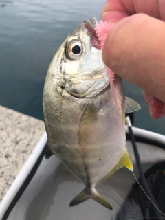 メッキの釣果