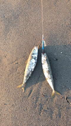 サバの釣果
