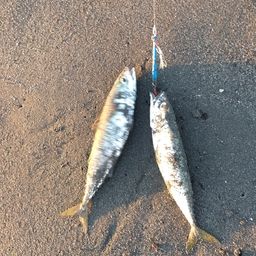 サバ