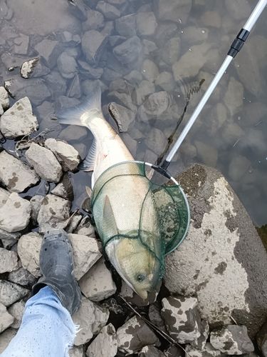 ハクレンの釣果
